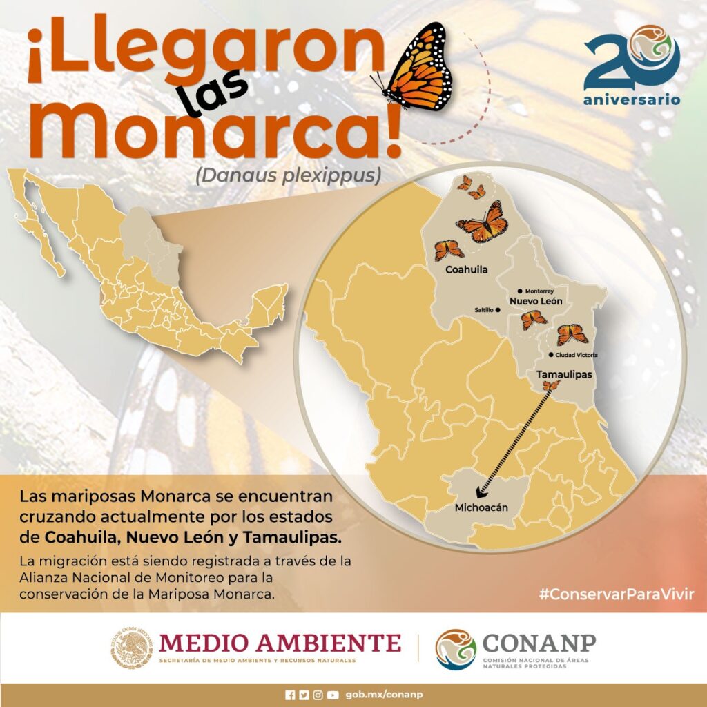 Llegan a México las primeras mariposas Monarca