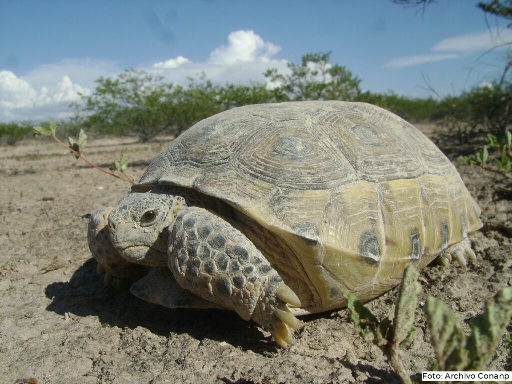 Monitorean 28 colonias de tortuga en Mapimí 