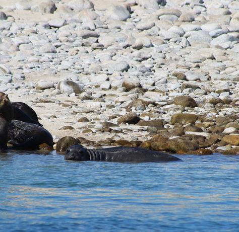 Avistan elefante marino en islas del Golfo de California