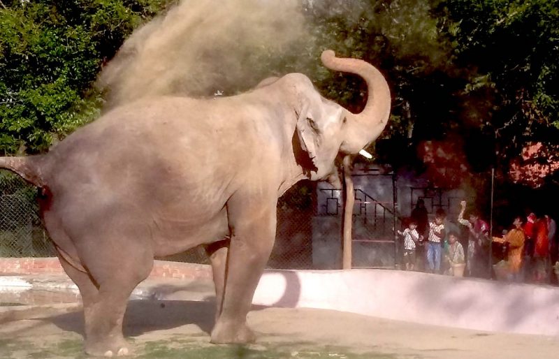 Kavaan: el “elefante más solitario del mundo” será libre