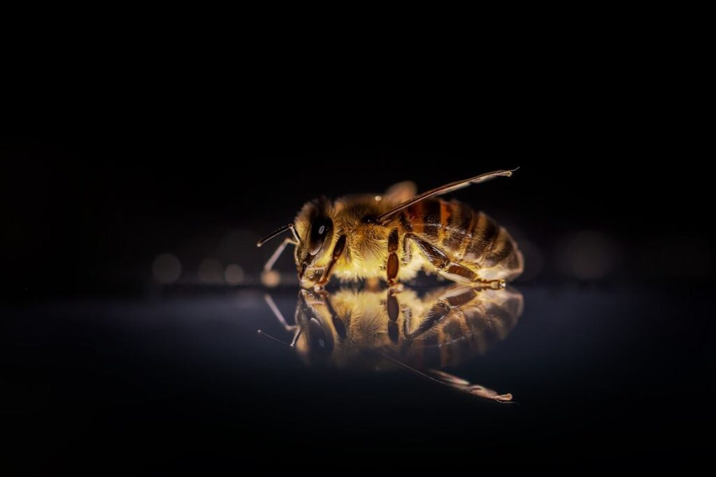El problema con las abejas melíferas