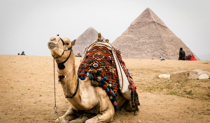 Prohibirán camellos para visitar pirámides de Egipto