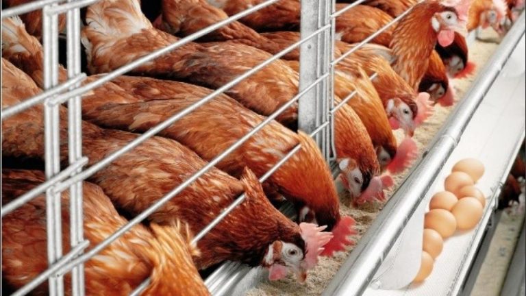 Sacrifican 25 mil gallinas tras un primer foco de gripe aviar