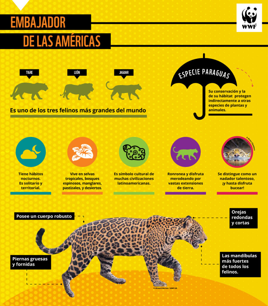 Lanzan plan regional de protección al jaguar en AL