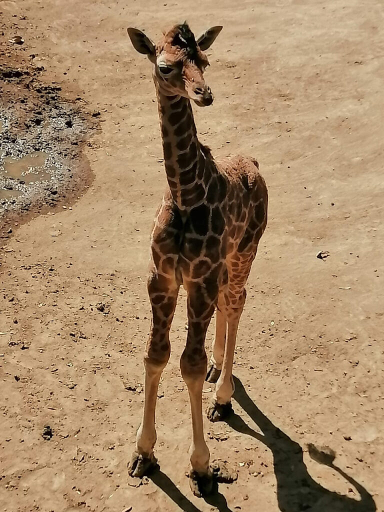 Nace jirafa hembra en Zoológico de Chapultepec  