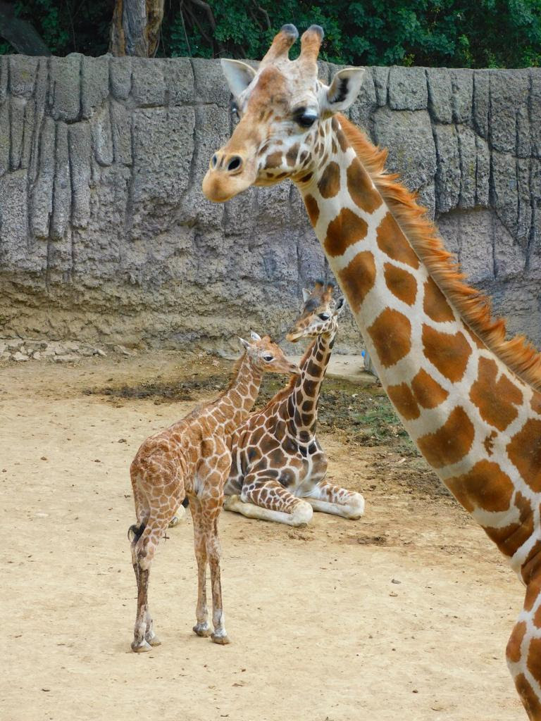 Nace jirafa hembra en Zoológico de Chapultepec  
