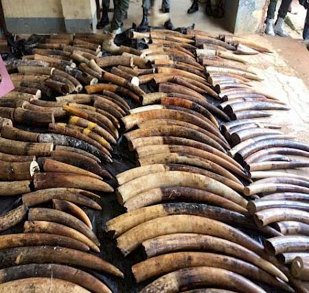Incautan 626 kg de marfil de elefante en Camerún