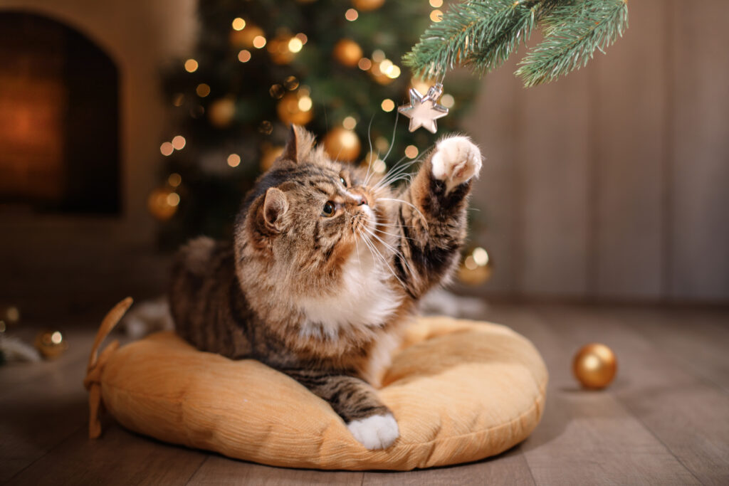 Cómo retratar mejor a tus mascotas en esta Navidad