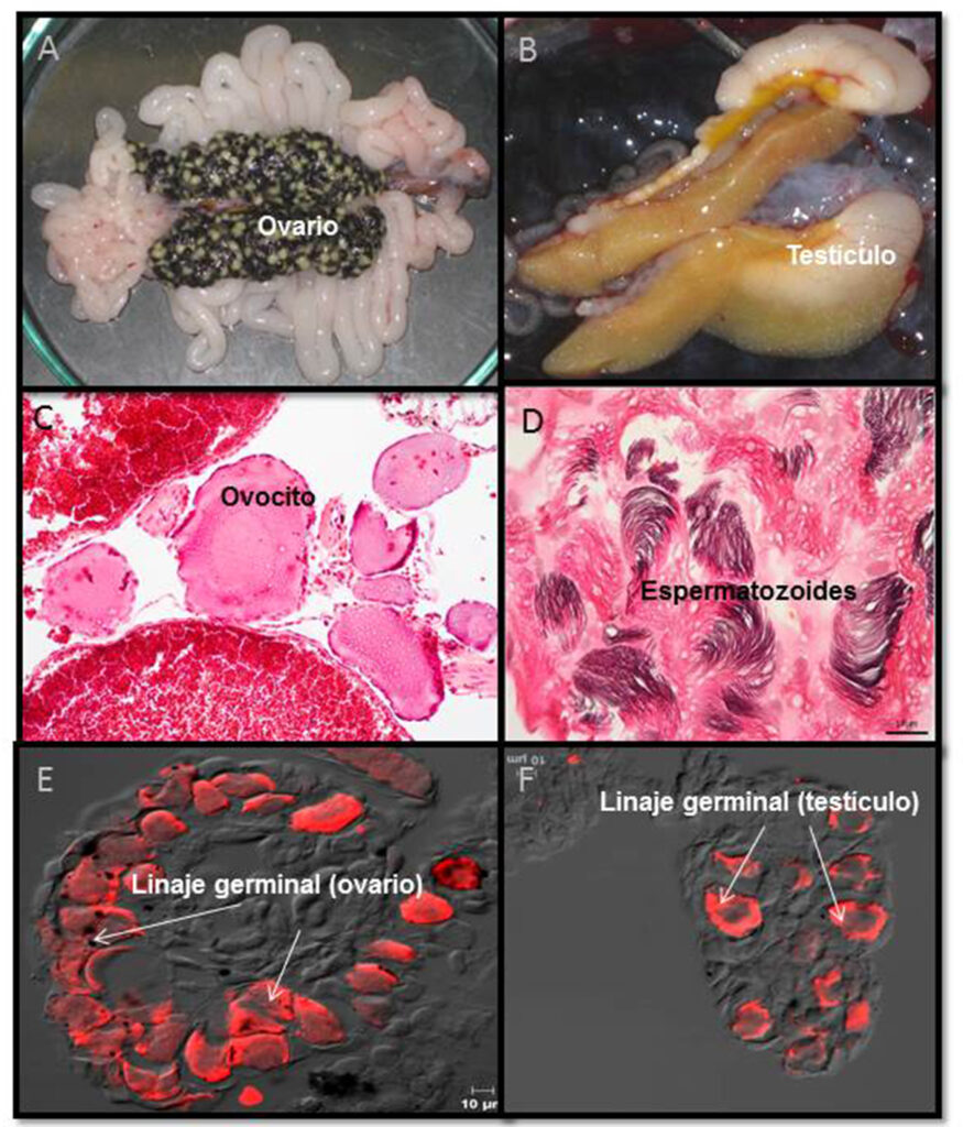 Investigan funciones los órganos reproductores del ajolote