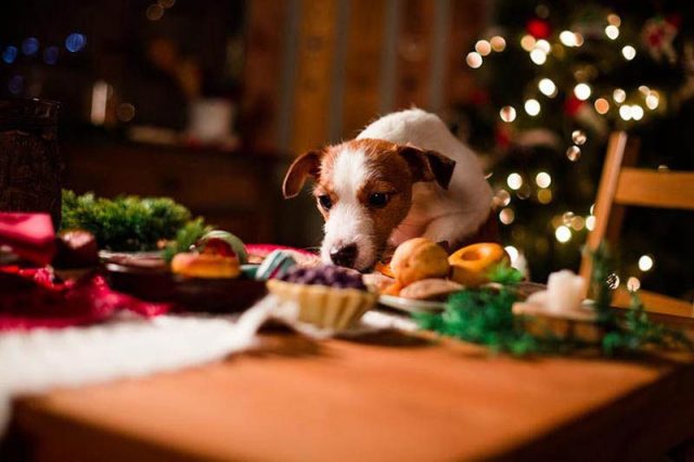 Alimentación navideña para nuestro animal de compañía