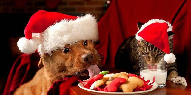 Cuidados alimenticios para tus animales en Navidad