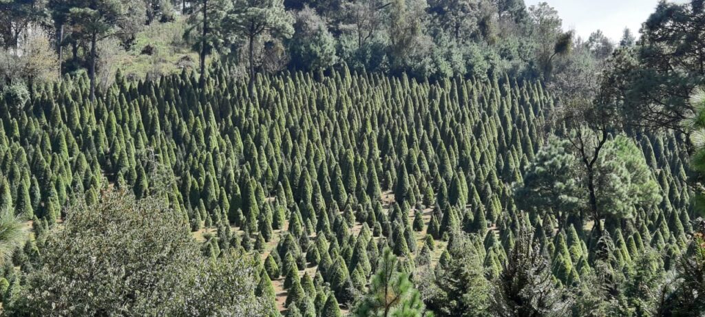 Productores ofrecen medio millón de árboles de navidad 