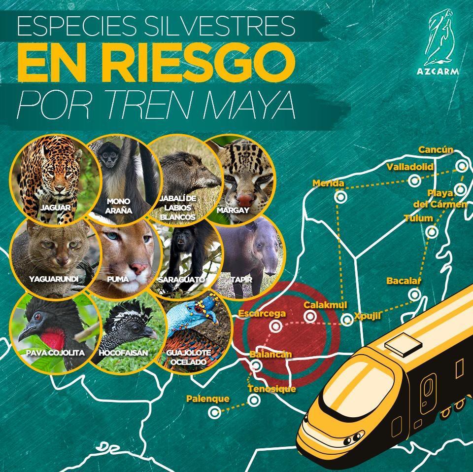 AZCARM presenta amparo contra Tren Maya 