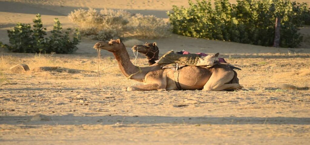 Camellos en desierto de Arabia mueren por plásticos