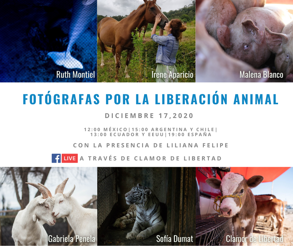 Se reunirán Fotógrafas por la Liberación Animal 