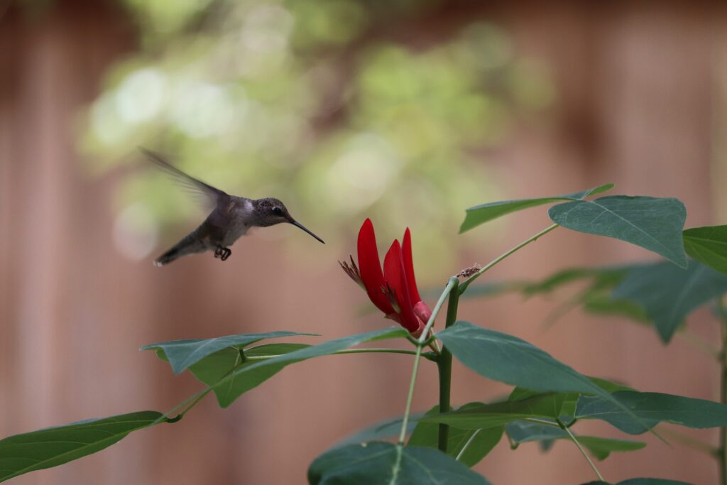UNAM: al rescate del hábitat de colibríes