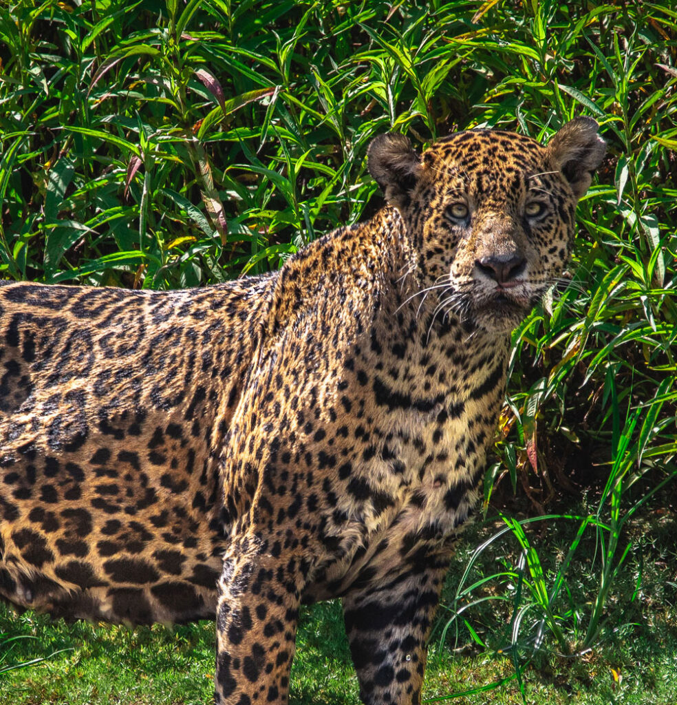 Se reúnen para  impulsar conservación del jaguar