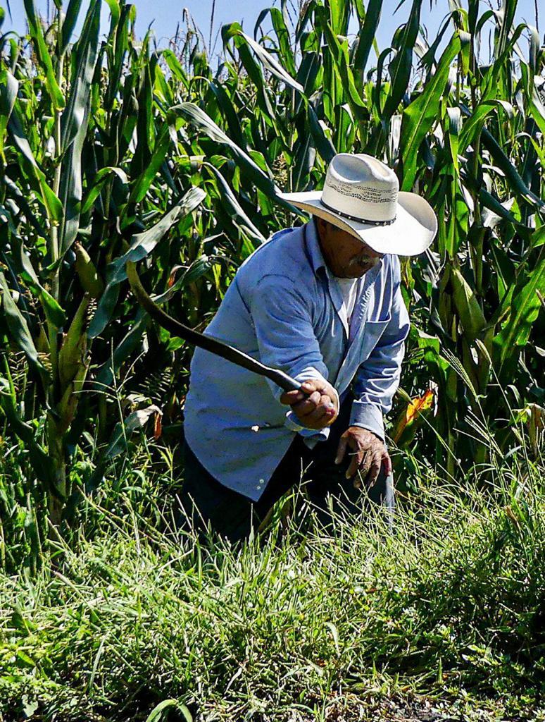 El glifosato no es carcinogénico: Cofepris