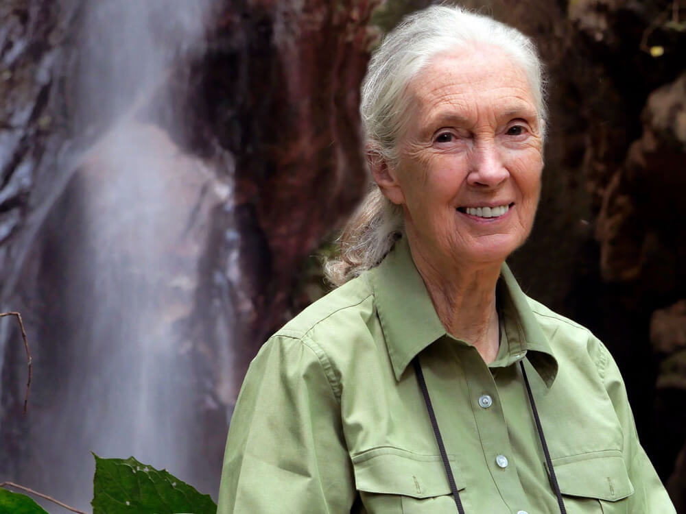 Jane Goodall envía mensaje de cierre de año 2020