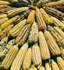 Denuncian presencia de maíz transgénico en Campeche