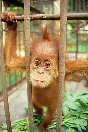11 orangutanes capturados fueron repatriados