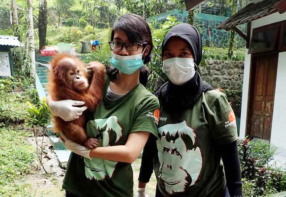 11 orangutanes capturados fueron repatriados