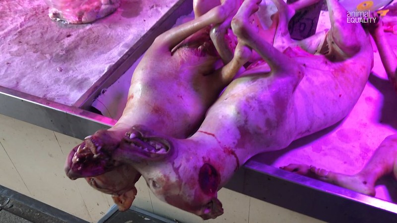 China vende carne de perro y gato en plena pandemia