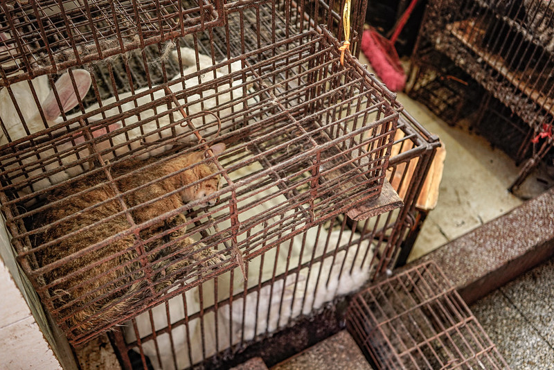 China vende carne de perro y gato en plena pandemia