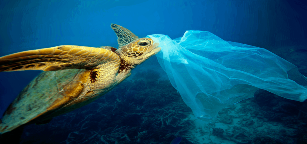 Artículos de plástico que matan animales marinos