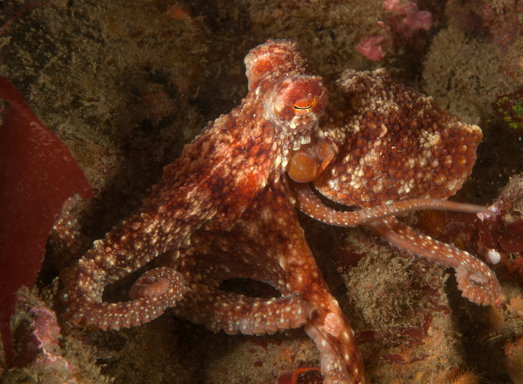 Amplían temporada de capturas de pulpo rojo 