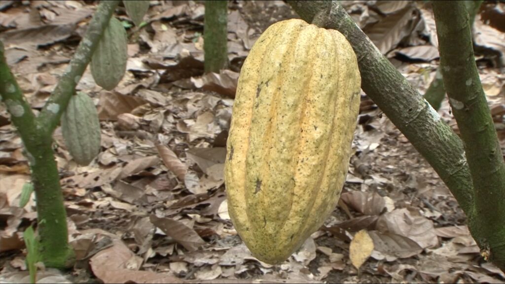 Activan plan emergente para productores de Tabasco