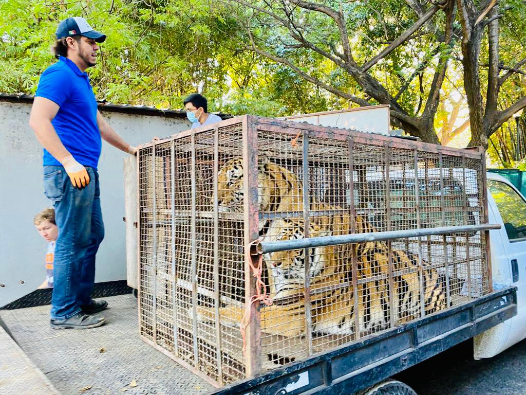 Zoológico de Culiacán rescata a dos tigres y una leona 