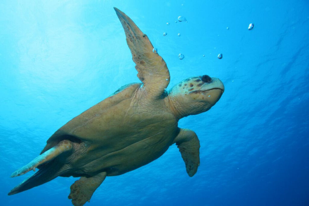 Piden revisar muerte de tortugas caguama en México