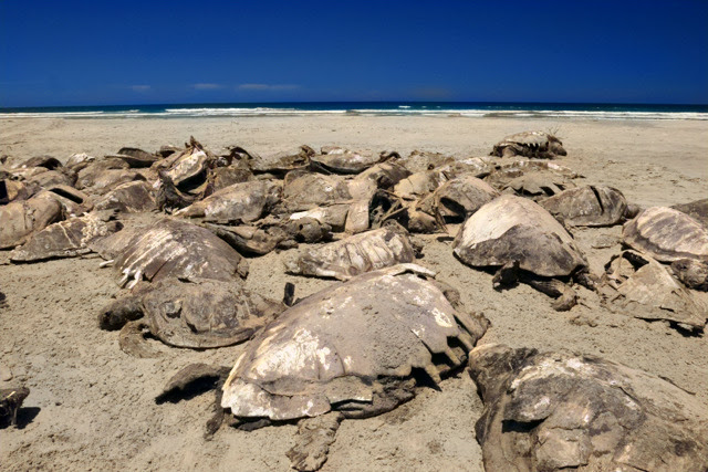 Piden revisar muerte de tortugas caguama en México