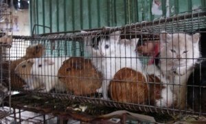 Prohibir venta de animales: objetivo de Frecda en 2021
