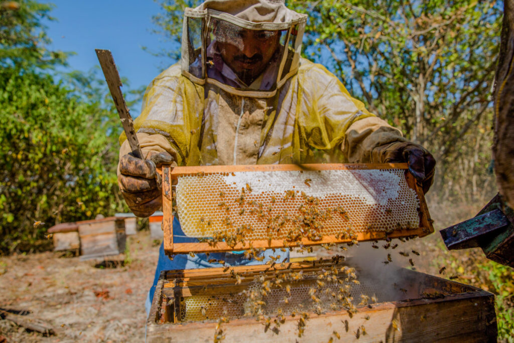 Darán continuidad a apoyo para apicultores