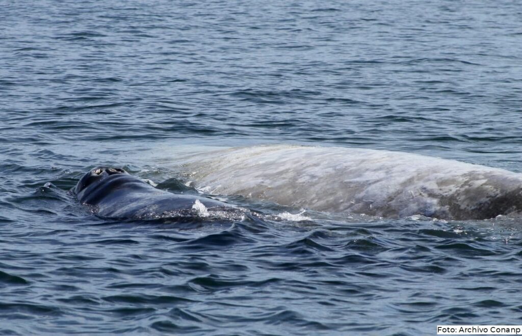 Monitorean ballena gris en la Laguna Ojo de Liebre 
