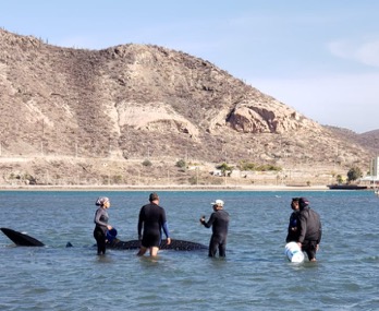 Atienden varamiento de tiburón ballena en BCS 