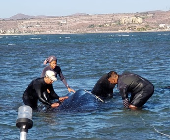 Atienden varamiento de tiburón ballena en BCS 