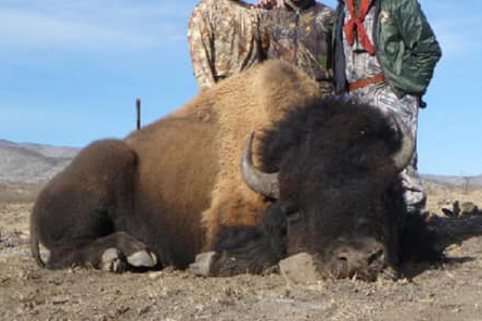 Sin permisos para cazar Bisonte Americano: Semarnat 