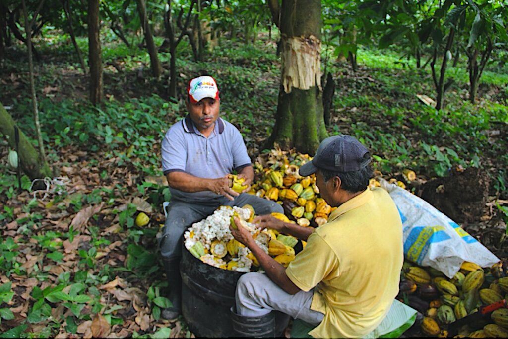 México importa 80% del cacao que consume la industria