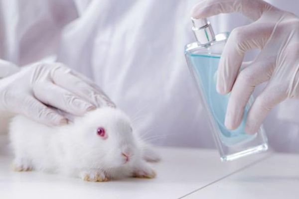 Chile prohibirá pruebas cosméticas en animales 