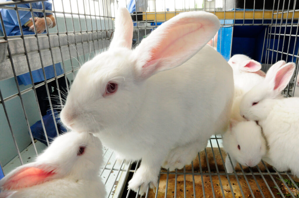 Vacunan conejos en zonas afectadas por enfermedad viral