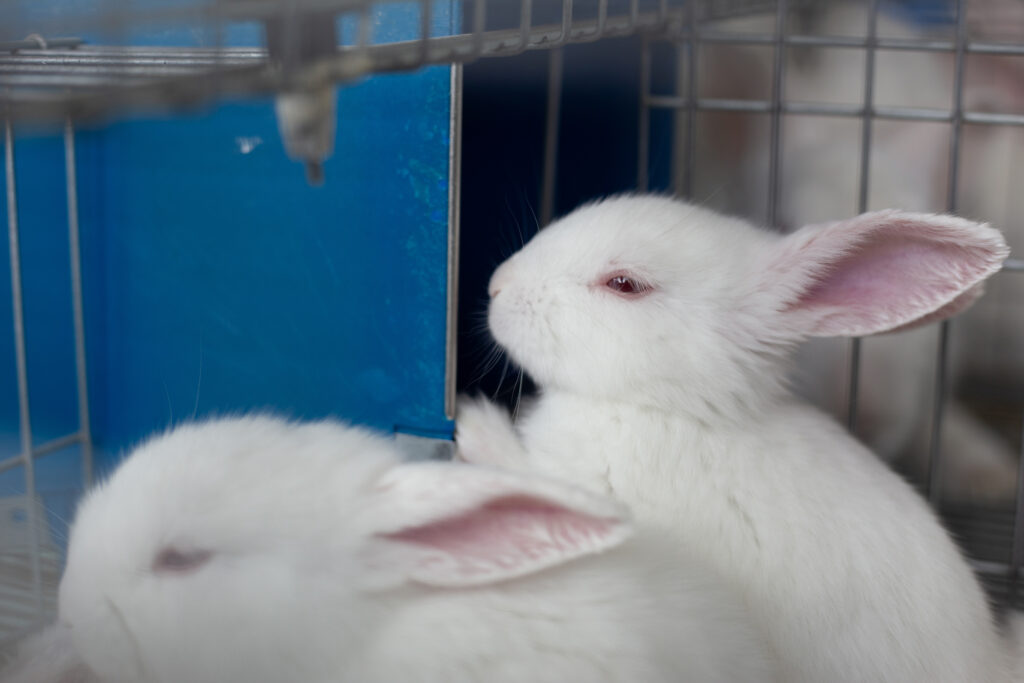 Vacunan conejos en zonas afectadas por enfermedad viral