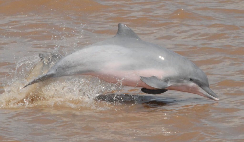 Incluyen al delfín gris en categoría 'peligro de extinción' 