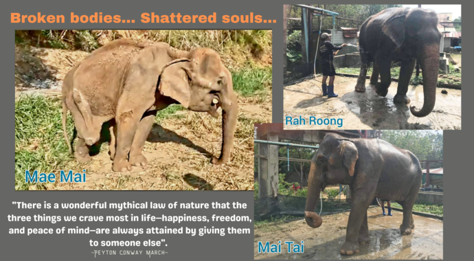 ¡Ayudemos a Mae Mai! Elefante con pata fracturada