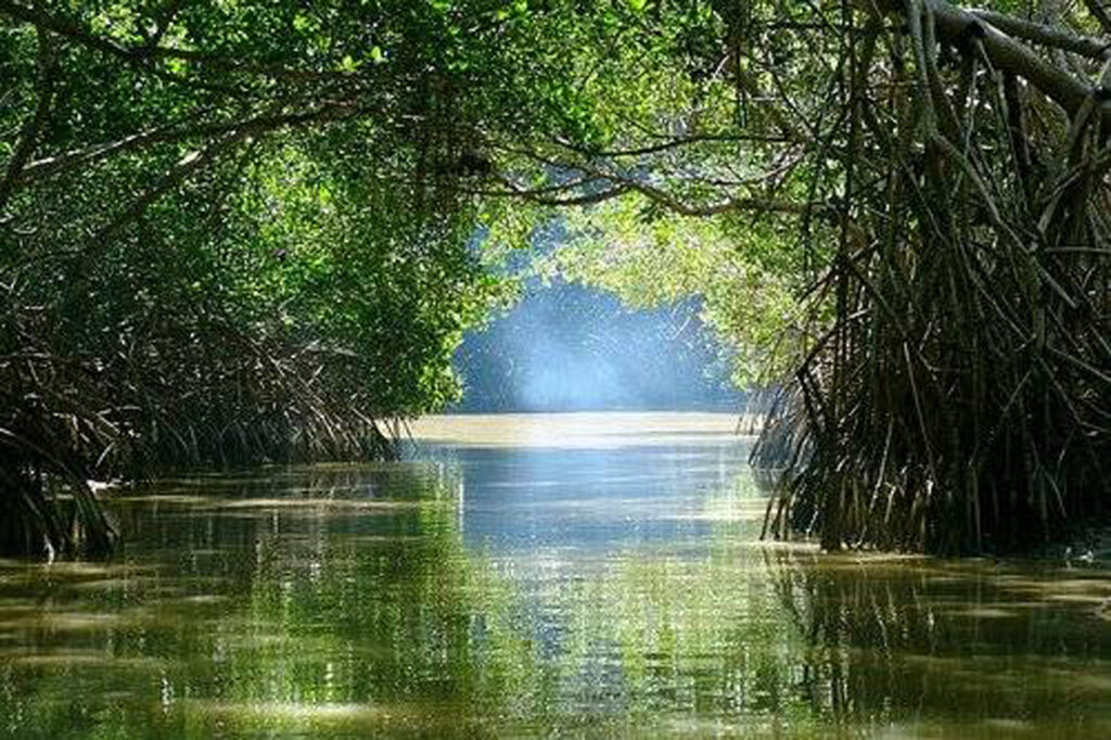 Humedales: solución idónea para mitigar cambio climático