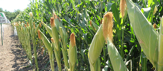 Exhortan mantener Medida contra maíz transgénico