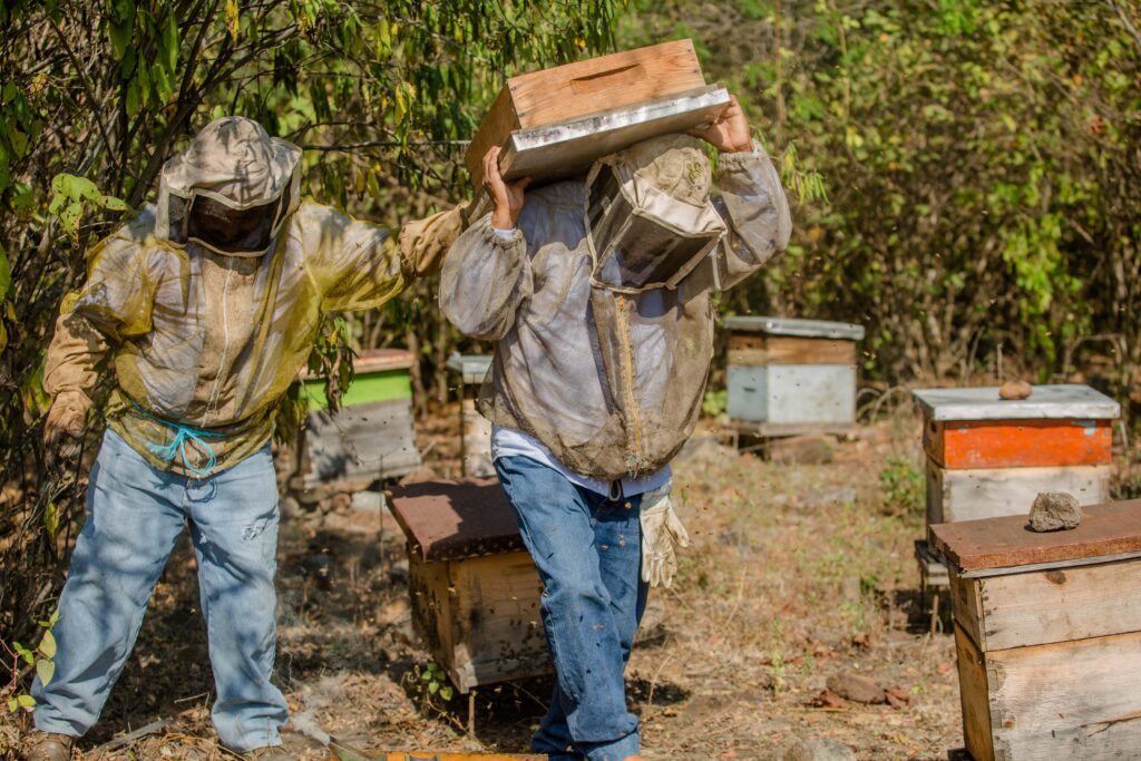 Crecen exportaciones de miel mexicana: Agricultura