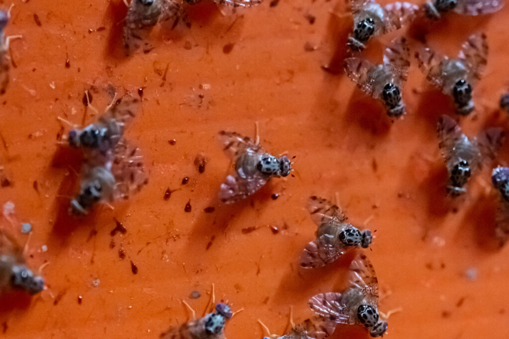 Declaran erradicado brote de mosca del Mediterráneo 